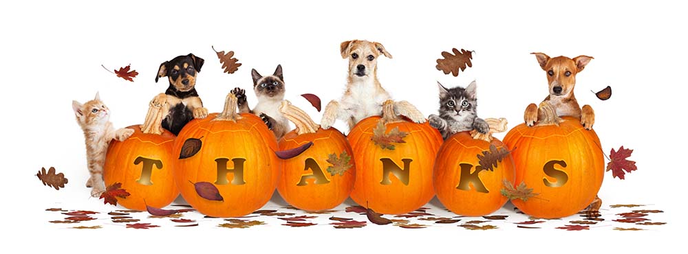 thanksgiving holiday pet safety resources