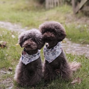 poodles sitting patiently