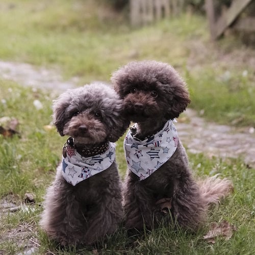the poodles.jpg?width=900&name=the poodles - How To Remove Dog Fur From Car Seats Caring for Your Dog's Coat Brushing, Combing, and Mats