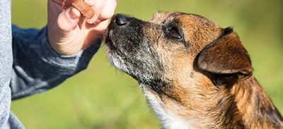 training a dog using treats