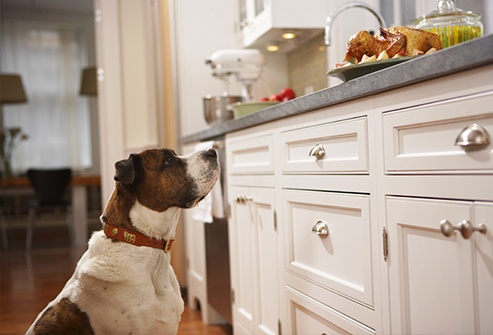 thinkstock_rf_photo_of_dog_looking_at_roast_turkey