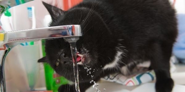 thirsty cat