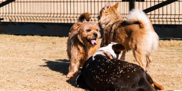 three dogs at dog park