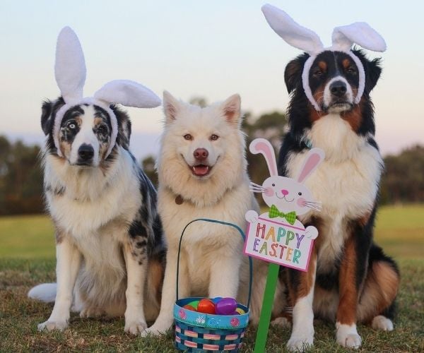 three dogs celebrating easter with bunny ears-pix
