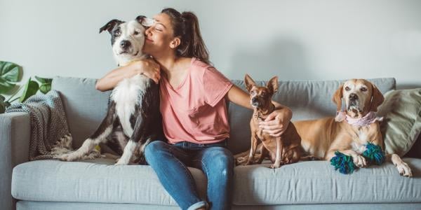 three dogs sit with woman on couch