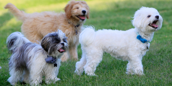 three dogs standing on grass and panting