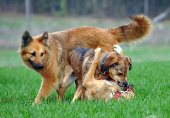 three dogs with one standing aggressively over another one