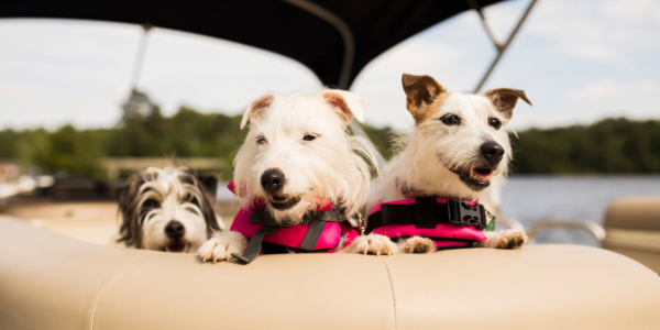 three happy terrier dogs wearing life jackets in boat 600