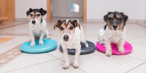 https://www.preventivevet.com/hs-fs/hubfs/three%20jack%20russell%20terriers%20sitting%20on%20balance%20discs%20600%20canva.jpg?width=600&height=300&name=three%20jack%20russell%20terriers%20sitting%20on%20balance%20discs%20600%20canva.jpg