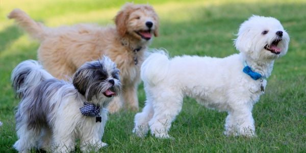 three puppies of different ages outside playing