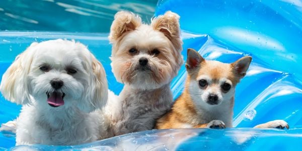 three small dogs with perky ears floating in a pool