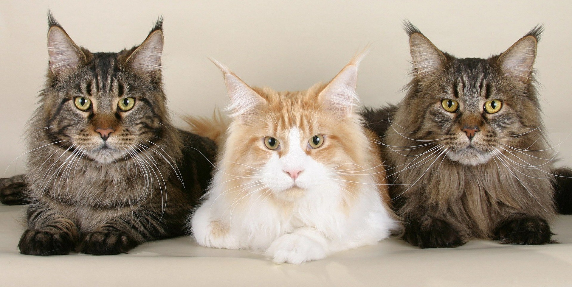 male cat spraying in litter box