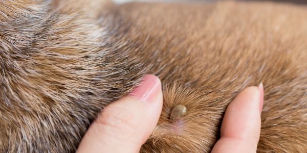 tick burried into dog fur and skin-canva