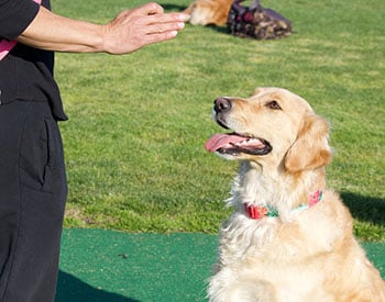 tips-for-speaking-your-dogs-language