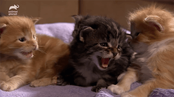 too cute american curl tonkinese and maine coon kittens