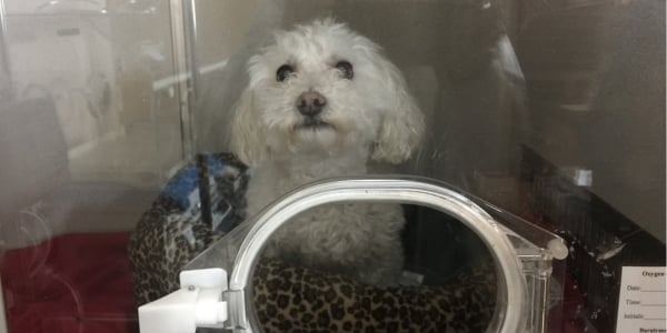 toy poodle in an oxygen hyperbaric chamber after aspirating