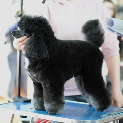 toy poodle on groomers table