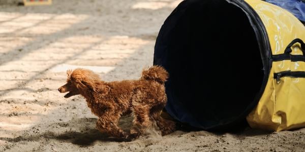 toy poodle running agility course tunnel