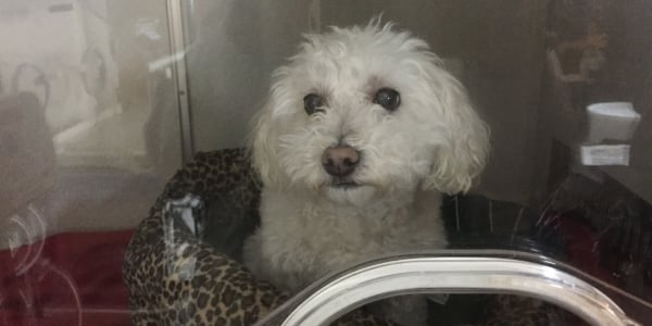 toy poodle that aspirated and is in an hyperbaric oxygen chamber