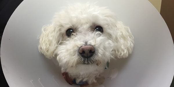 toy poodle wearing a cone at the vet