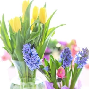 tulips and hyacinth toxicity in pets-pix