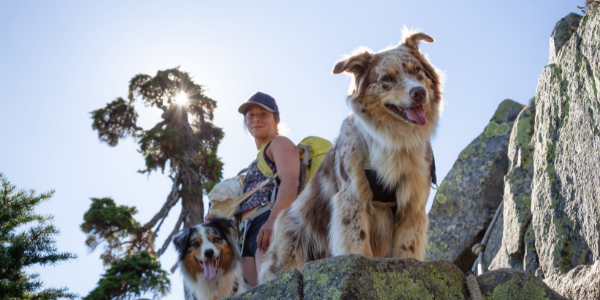 two australian shepherds on hike with owner