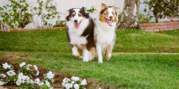 two australian shepherds running in the garden