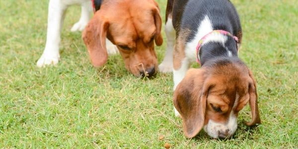two beagles sniffing grass 600 canva