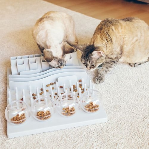 two cats playing with a food puzzle game