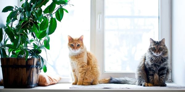 two cats sitting on a window sill beside a tall leafy plant
