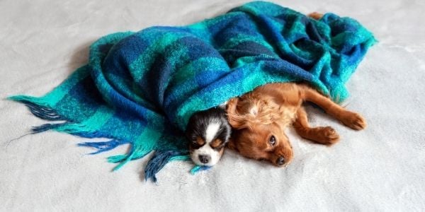 two cavalier king charles spaniels sharing a blanket