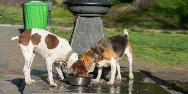 two dogs drinking from a stainless steel water bowl in the park