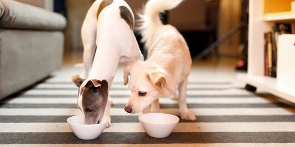 two dogs eating and one is interested in the other dogs food