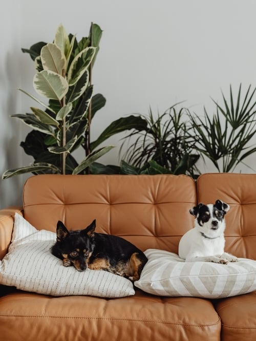 two dogs lying on a couch with houseplants behind