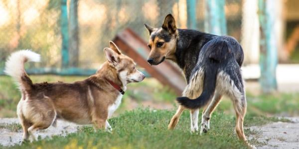 two dogs unsure about playing with each other