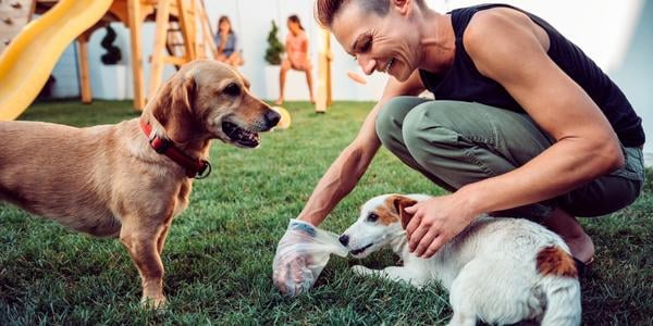 why do dogs watch you while they poop