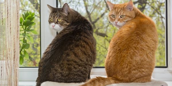 two fat cats sitting on a window sill