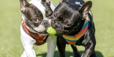 two french bulldogs holding onto same tennis ball