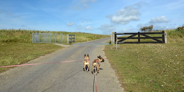 two french bulldogs on long leashes