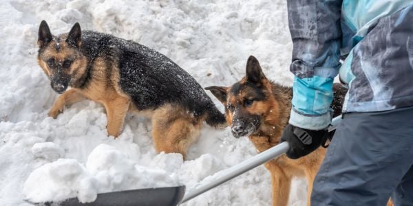 two german shepherds playing while snow is being shoveled