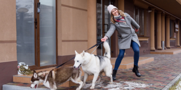 two huskies pulling owner on leash