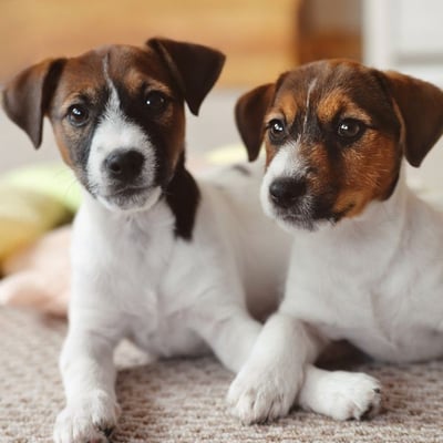 two jack russell terriers that were poisoned by rat bait