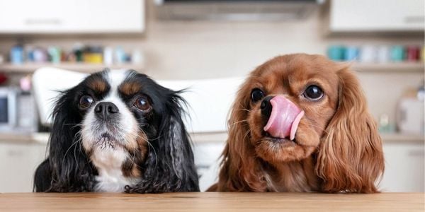 two king charles dog waiting for their food