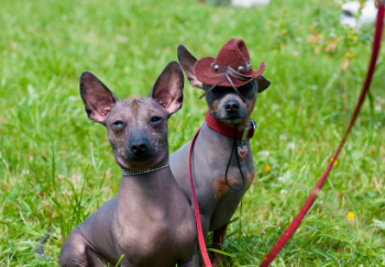 two mexican hairless dogs one wearing a cowboy hat