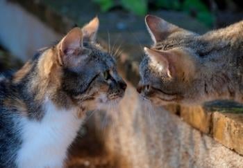 two outdoor cats sniffing each other