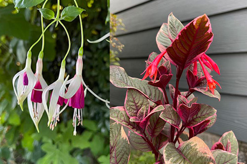 two pet-safe varieties of fuschia