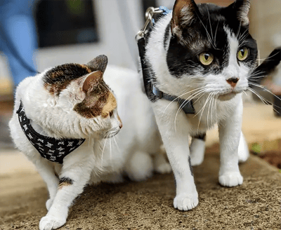 two pretty cats on harnesses going for leashed walk