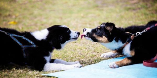 two puppies greeting each other excitedly