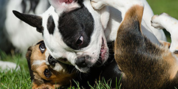 two puppies playing at daycare