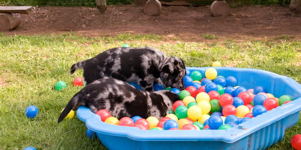 two puppies playing in ball pit for enrichment